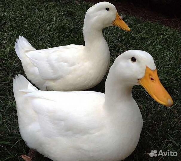 Пекинские Утки чистопородные на племя в Лобни