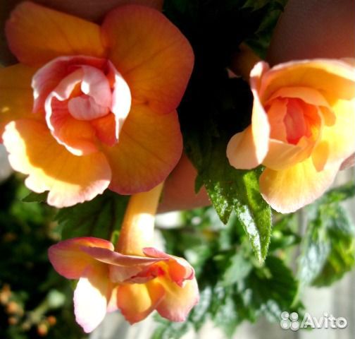 Ахименес Peach Oгchaгd