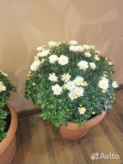 Хризантемы мультифлора