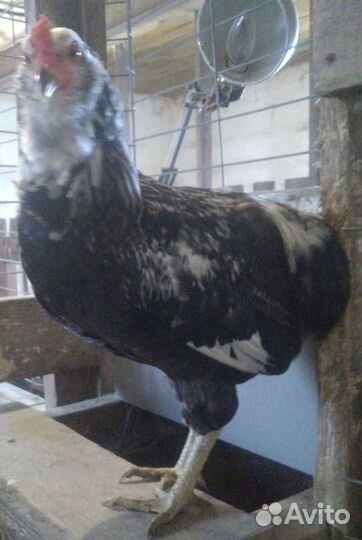 Петух араукана, австралорп, маран