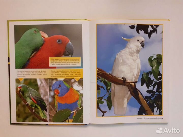 Детская энциклопедия 