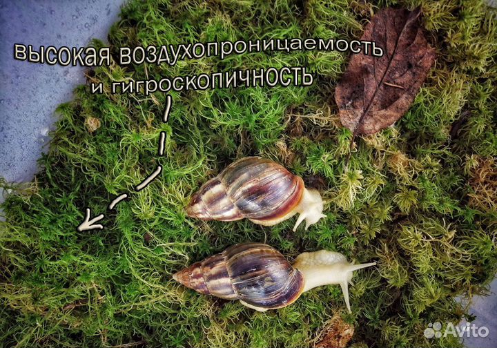 Мох сфагнум