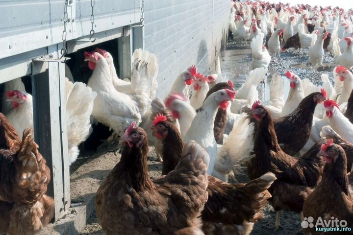 Куры несушка