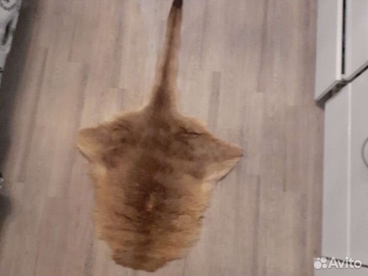 Шкура Кенгуру