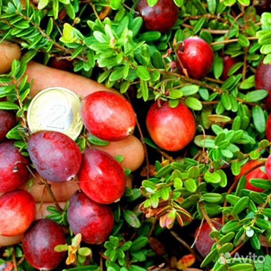 Клюква садовая Франклин