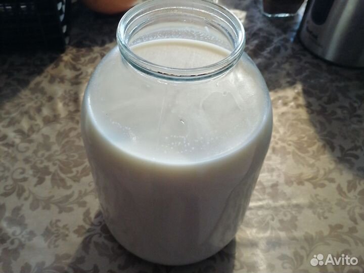 Молоко швитской коровы