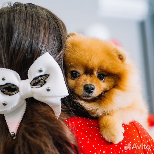 Случка шпиц