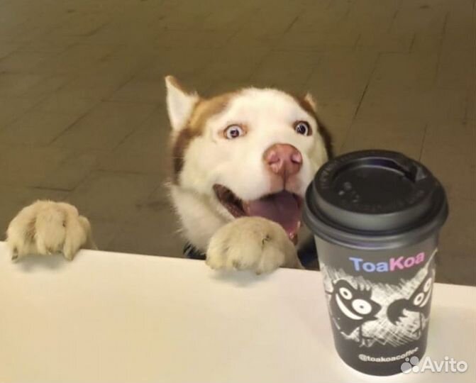 Бариста от 3000/смена