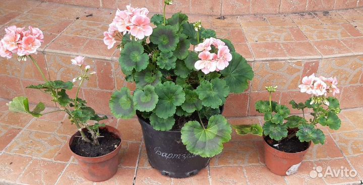 Пеларгония герань шоколадная