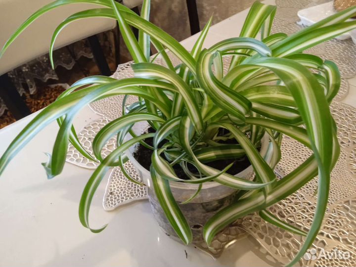 Хлорофитум кудрявый