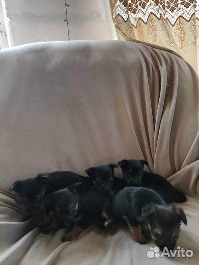 Щенки йорка