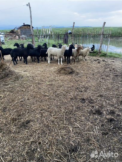 Курдючные бараны овцы откормленные