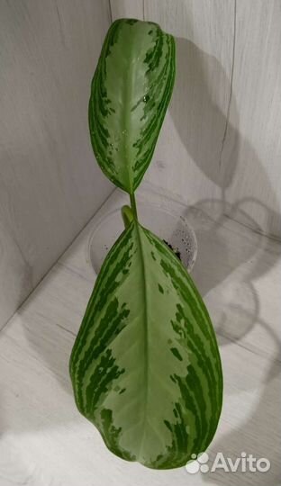 Аглаонема,сингониум,спатифилум