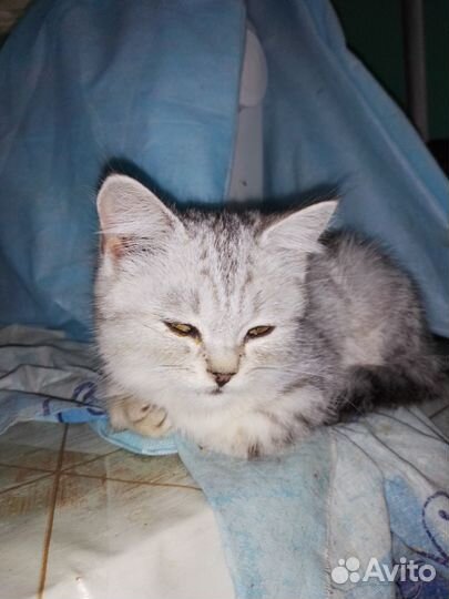 Домашние животные кошки