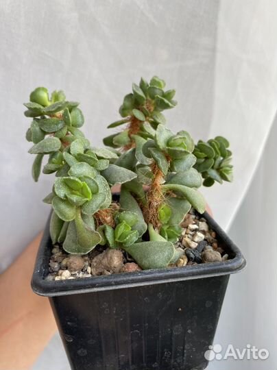 Суккуленты