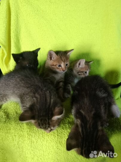 Котята бесплатно