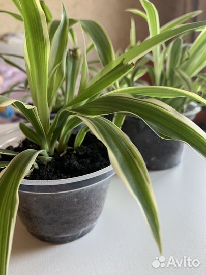 Хлорофитум