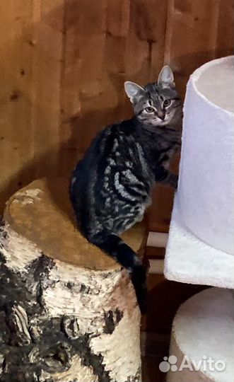 Домашние котята 3 месяца