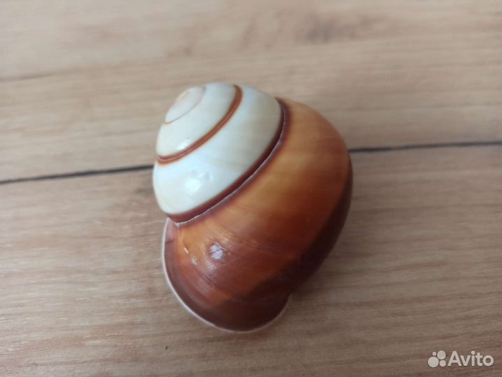 Морская раковина