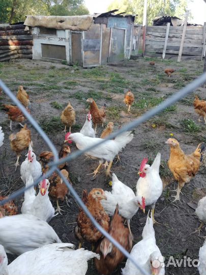 Молодые петухи