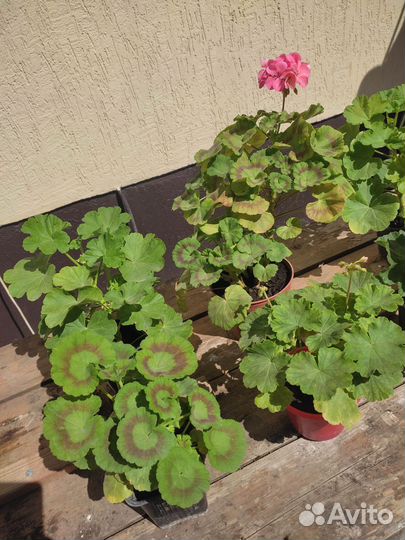 Пеларгония герань разные сорта