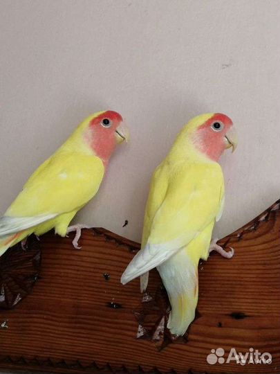 Банановые неразлучники