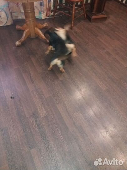 Собака в добрые руки отдам бесплатно