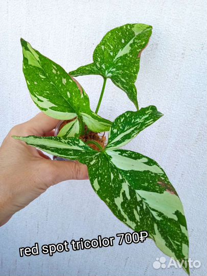 Сингониум Rainbow, Green Arrow mutation