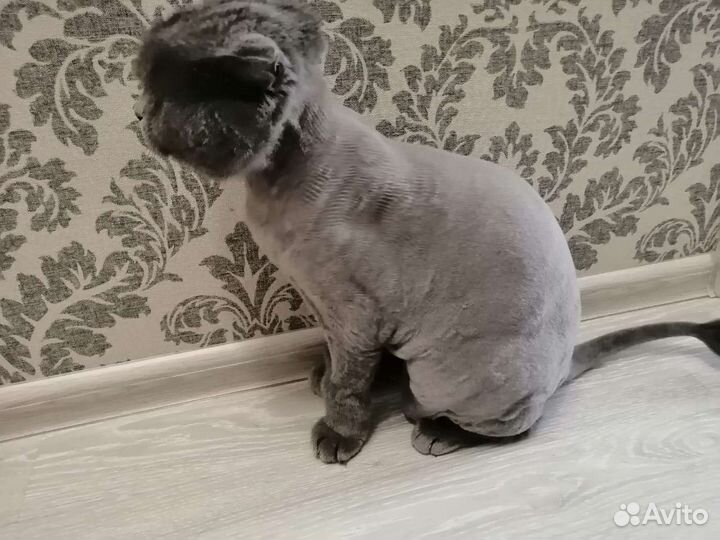 Ветеринарный врач на дому: стрижка, кастрация и пр