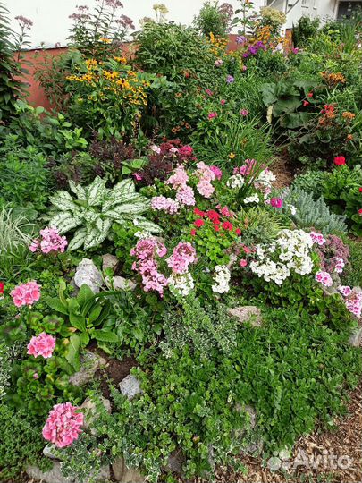 Пеларгония зональная и плющелистная