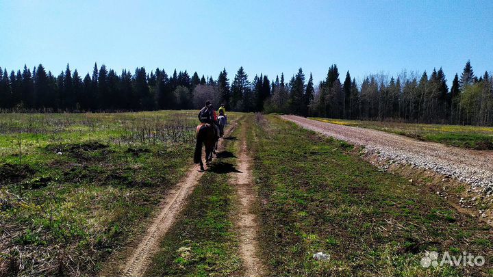 Прогулки, катание на лошадях и пони