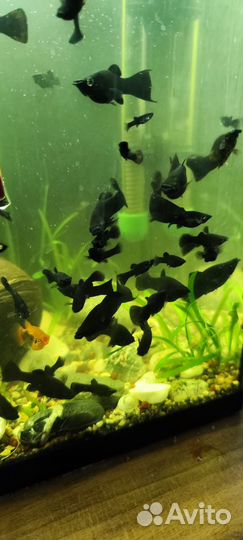 Аквариумные рыбки моллинезии