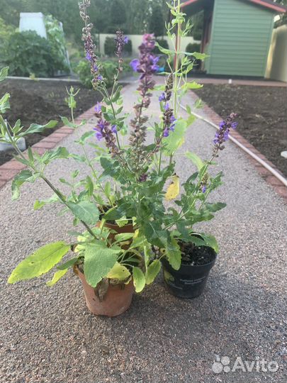 Шалфей дубравный