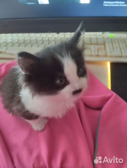 Котёнок от мышеловки