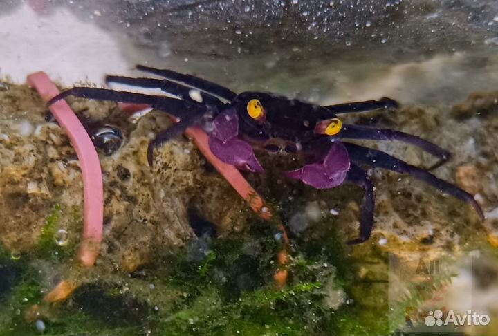 Аквариумные крабы вампир дьявол