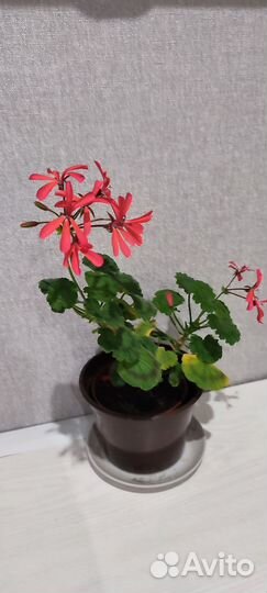 Пеларгонии