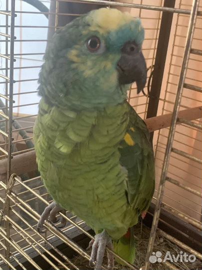 Попугай Синелобый амазон