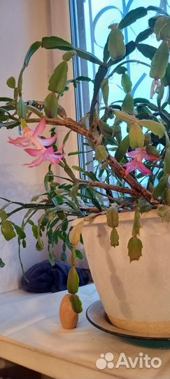 Цветущий декабрист