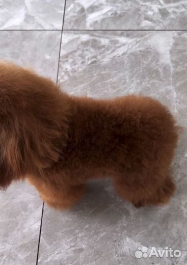 Тедди пудель Китай