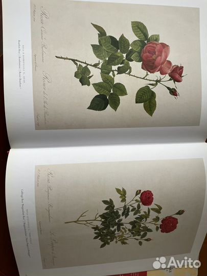 The roses альбом