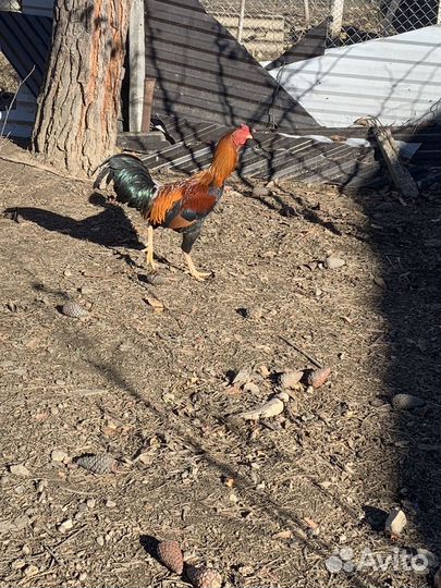 Бойцовые петухи