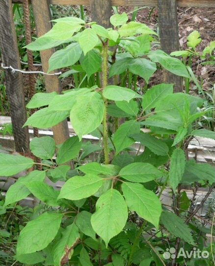 Элеутерококк саженцы