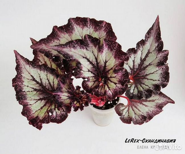 Красивые бегонии