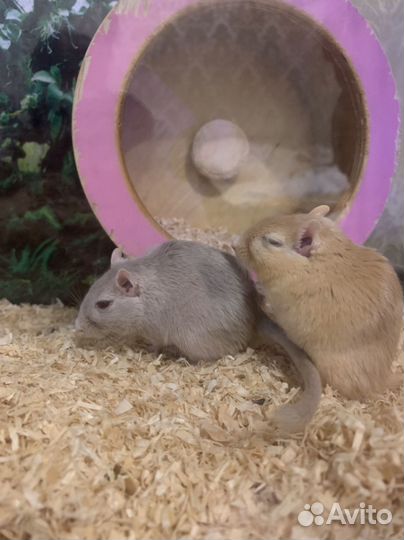 Песчанки в добрые руки