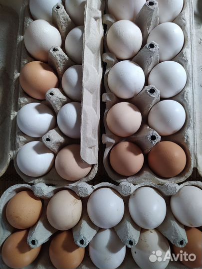 Домашние куриные яйца