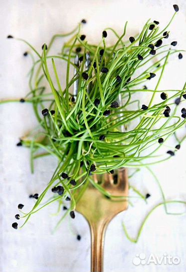 Беби-зелень. Беби-лиф. Беби-лист. Эко свежесть