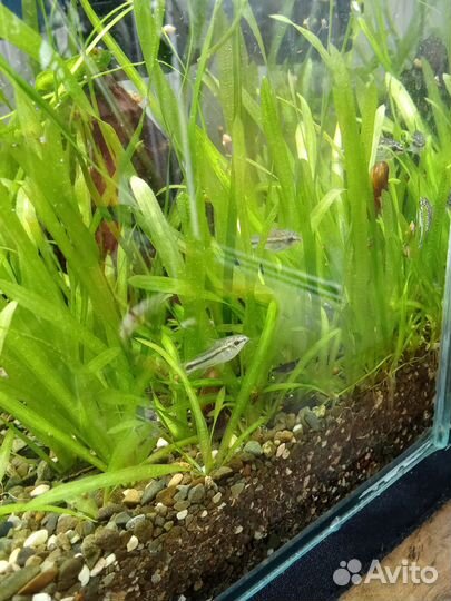 Сомик пигмей