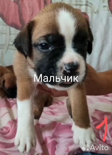 Собаки щенки немецкий боксёр