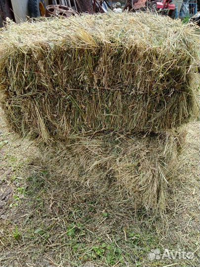 Сено в квадратных тюках