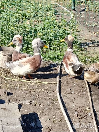 Утки Башкирские хохлатые